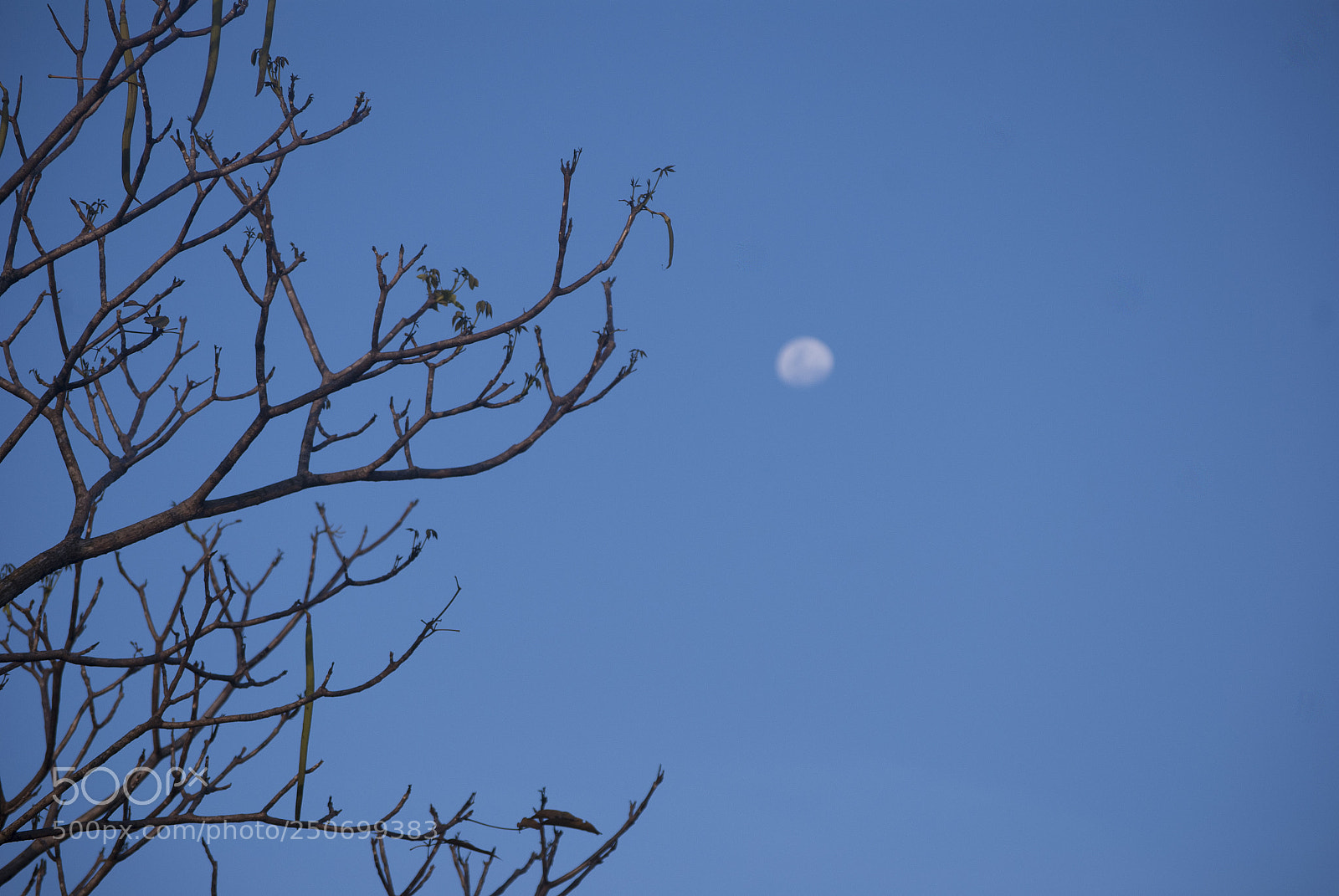 Nikon D60 sample photo. Untitled photography