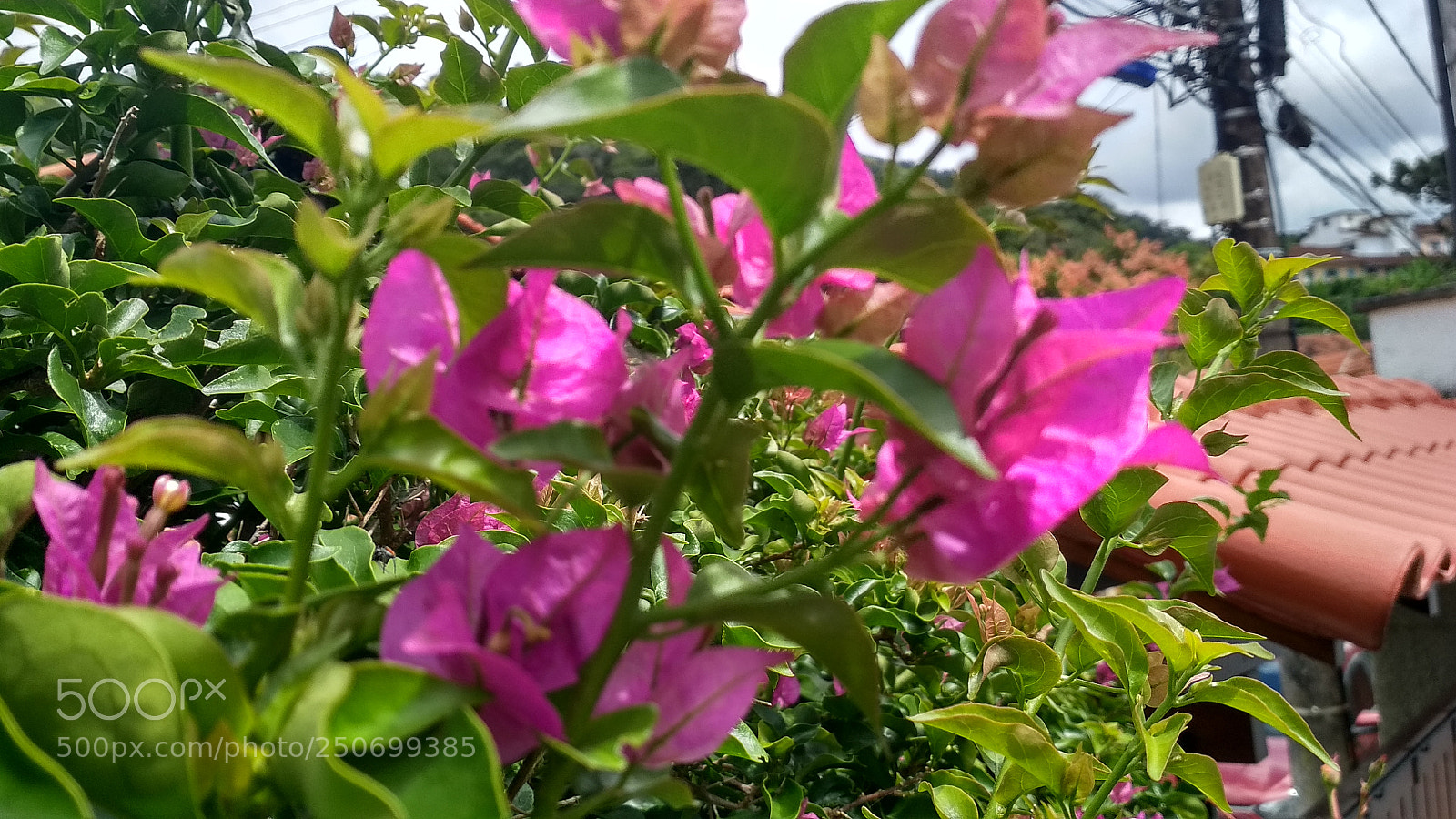 Xiaomi Redmi 4X sample photo. Untitled photography