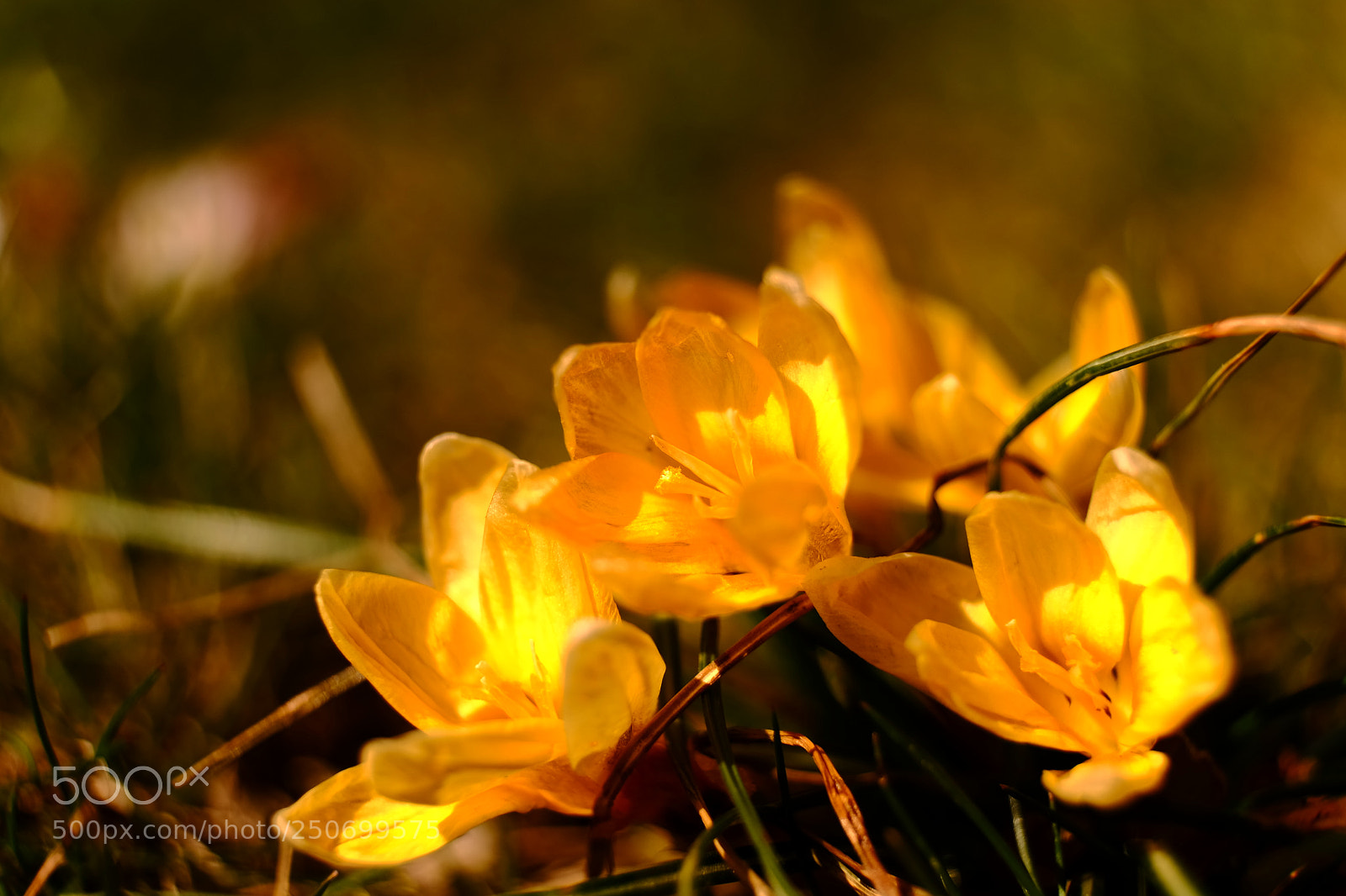 Fujifilm X-M1 sample photo. Capute the sun rays photography