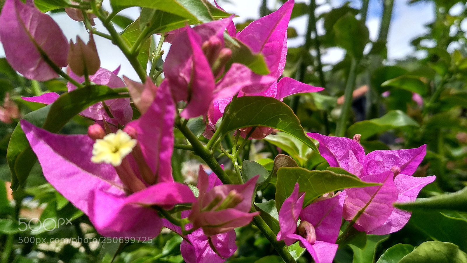 Xiaomi Redmi 4X sample photo. Untitled photography