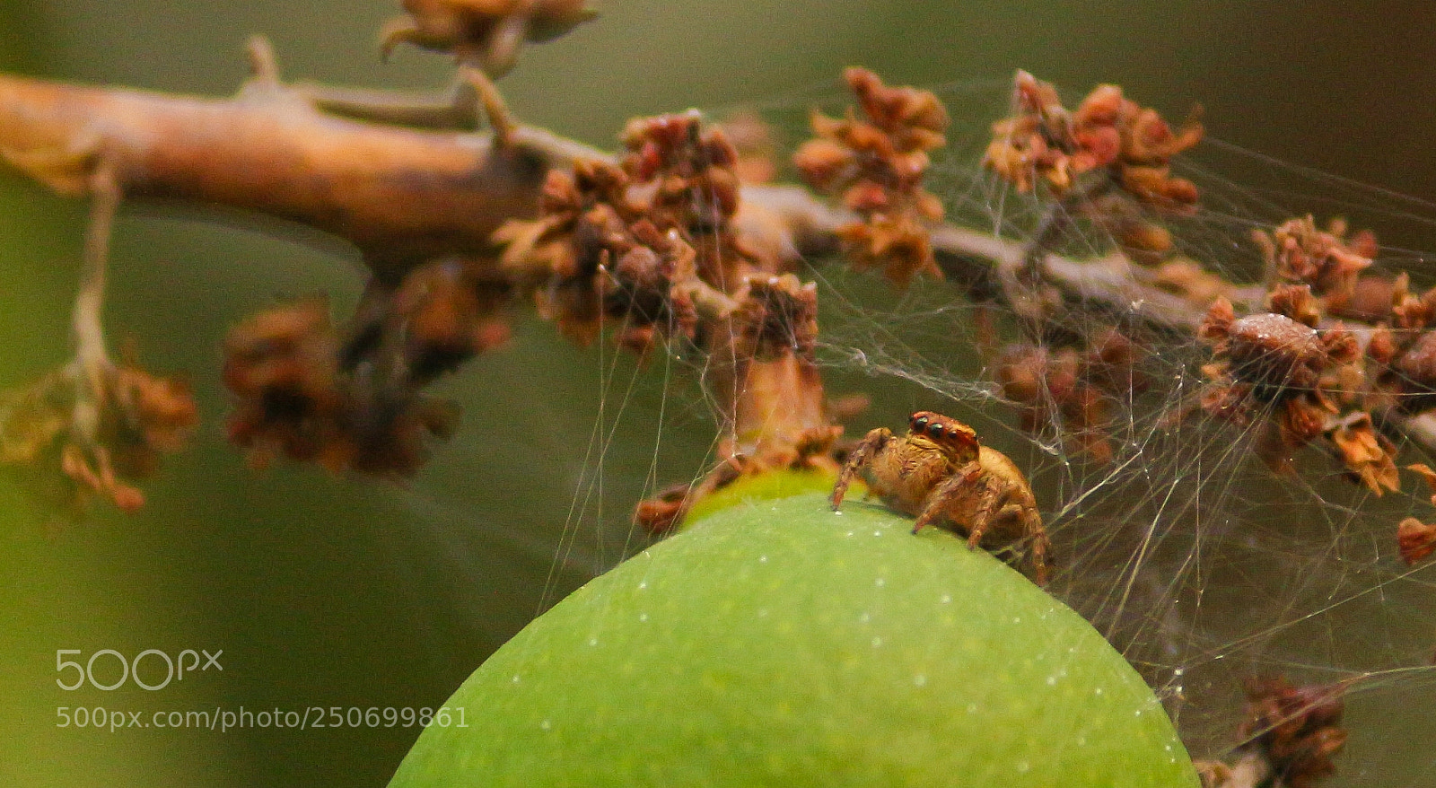 Canon EOS 700D (EOS Rebel T5i / EOS Kiss X7i) sample photo. Spider photography