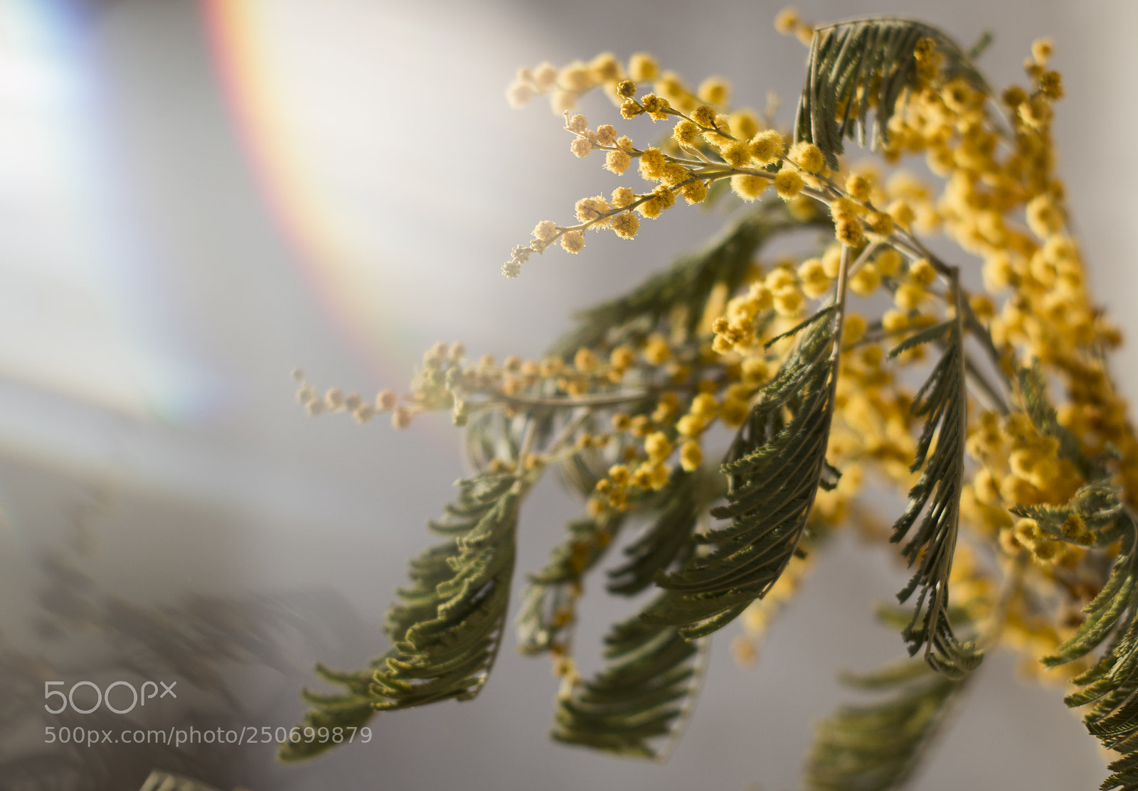 Canon EOS 70D sample photo. Spring mimosa photography