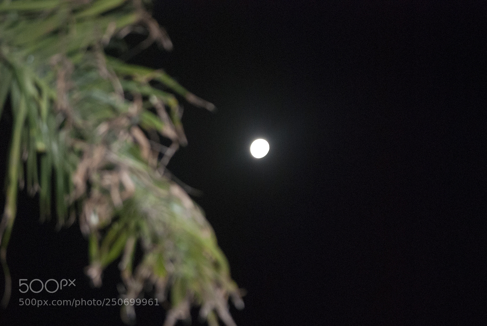 Nikon D60 sample photo. Untitled photography
