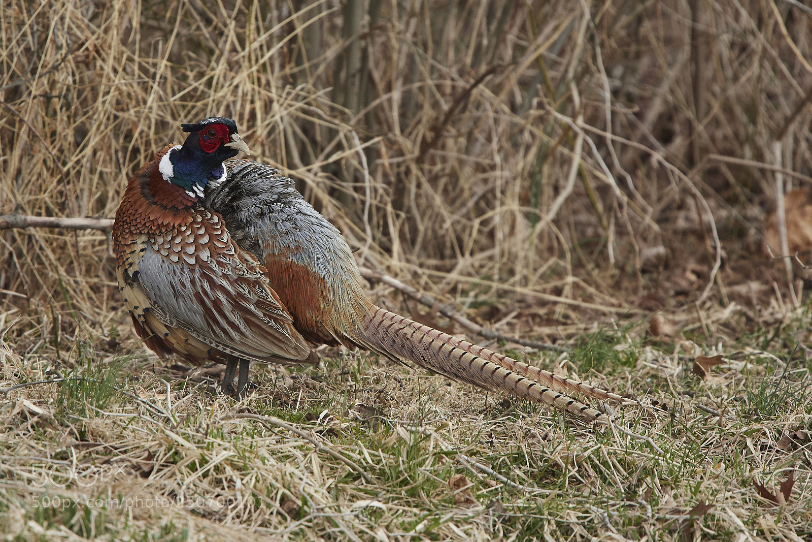Nikon D500 sample photo. Ring-necked pheasant photography