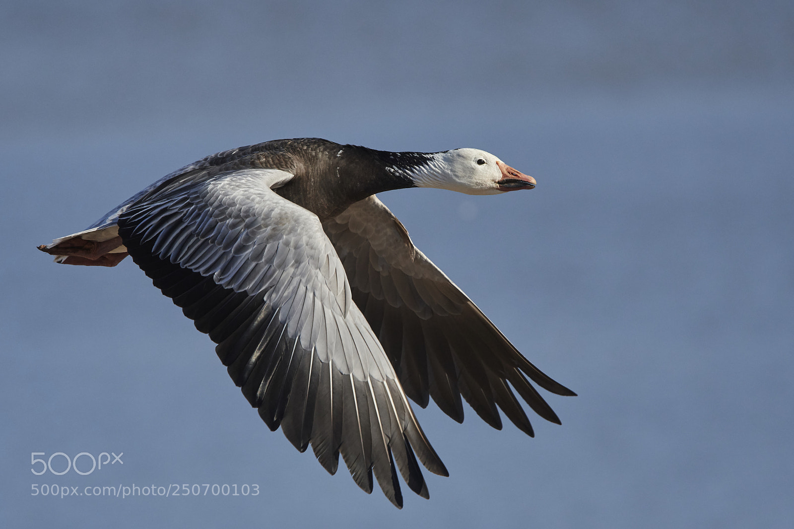 Nikon D500 sample photo. Snow goose photography