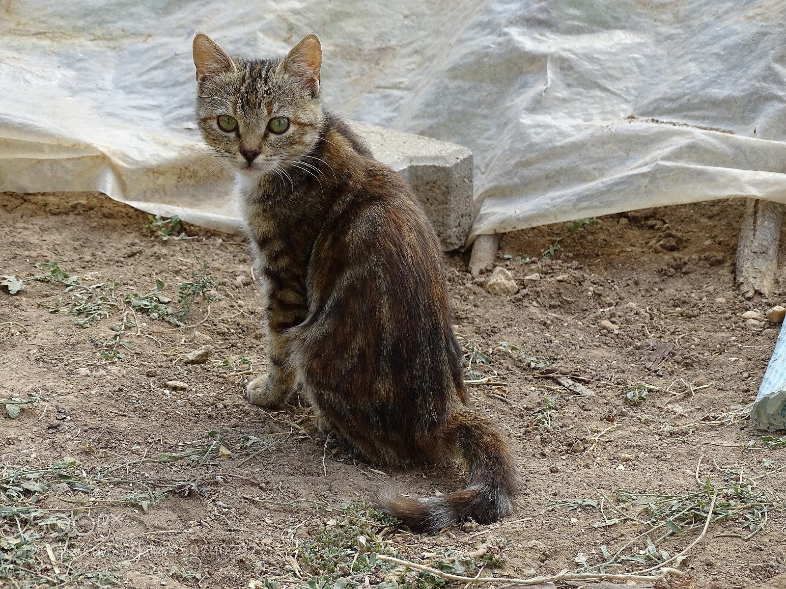 Sony Cyber-shot DSC-HX400V sample photo. Dsc photography