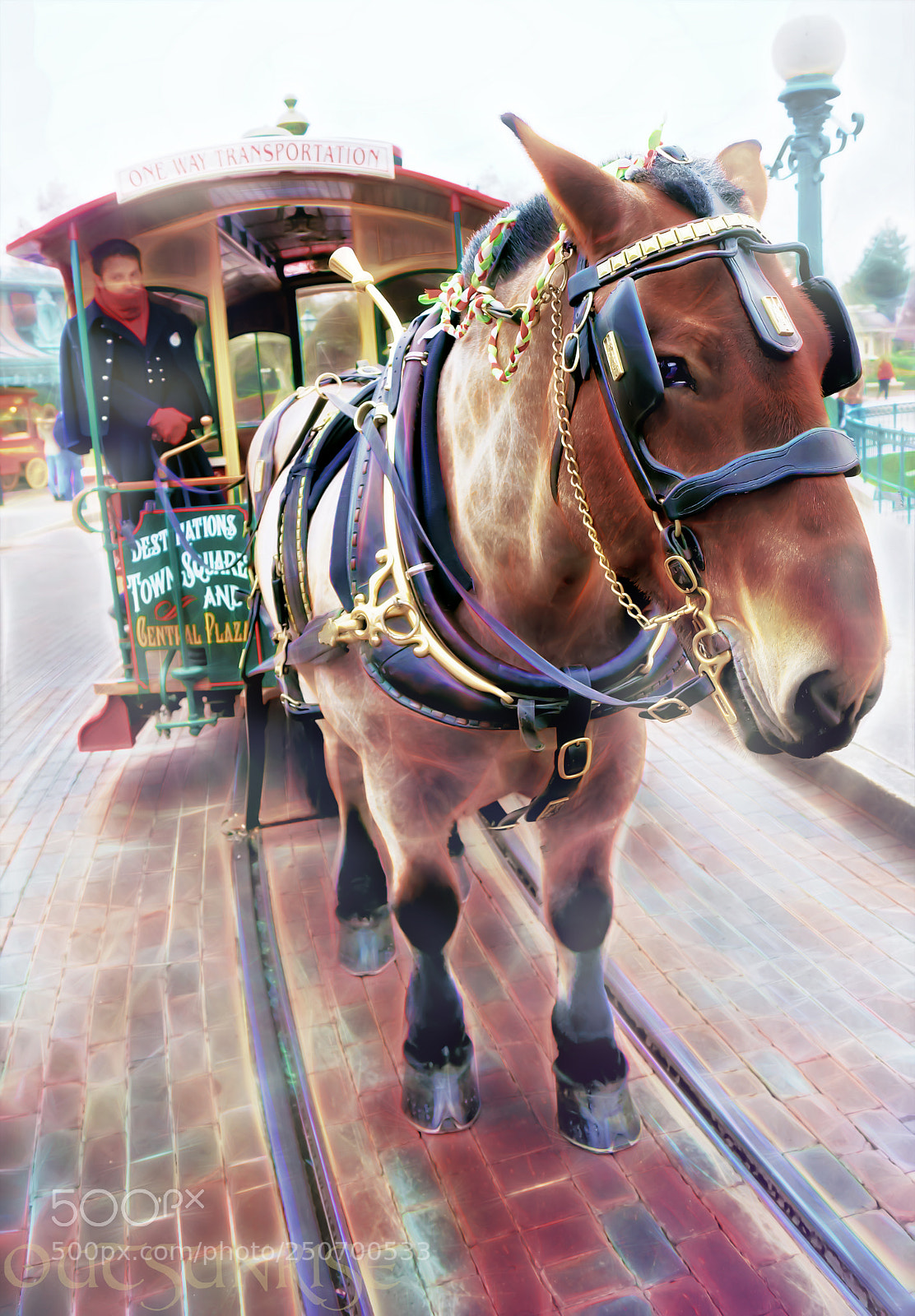 Sony SLT-A65 (SLT-A65V) sample photo. Horse carriage by outsunrise photography