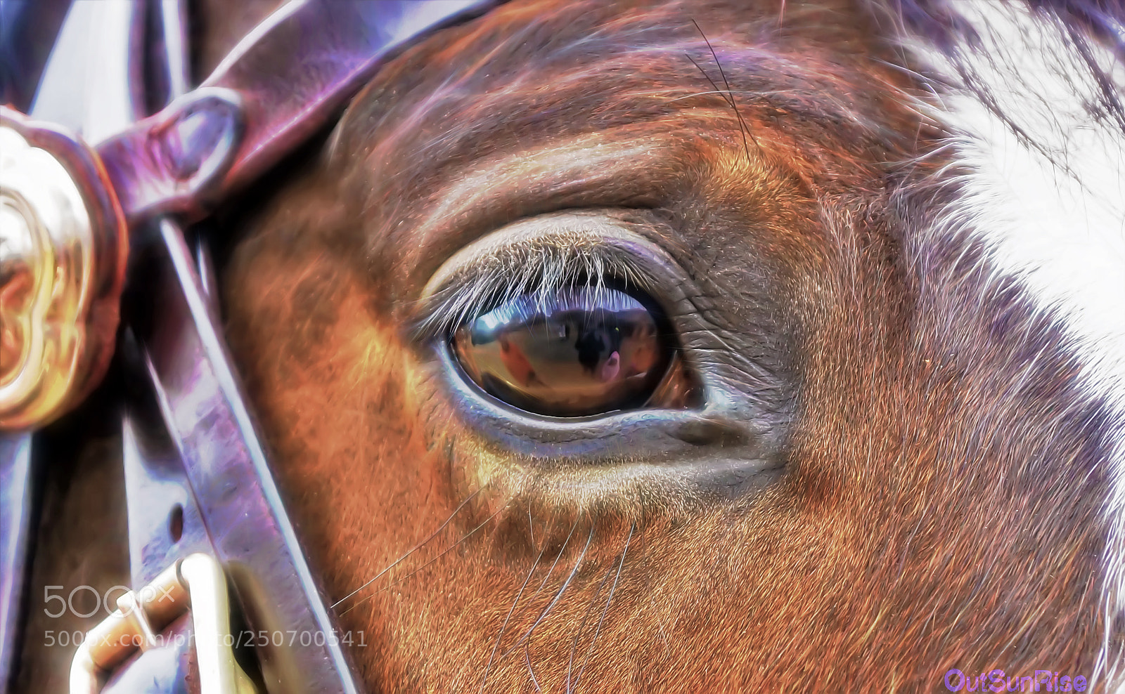 Sony SLT-A65 (SLT-A65V) sample photo. Horse gaze by outsunrise photography