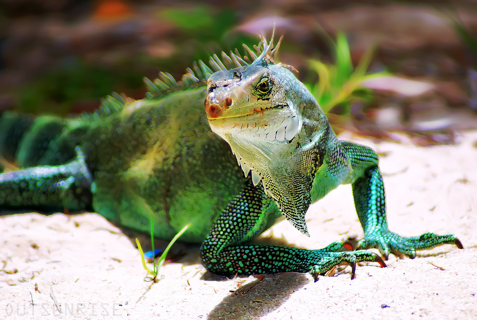 Sony SLT-A65 (SLT-A65V) sample photo. Iguana by outsunrise photography