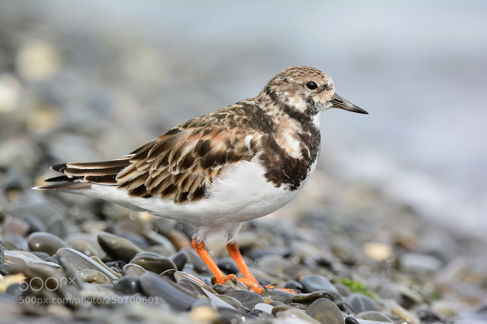 Nikon D7100 sample photo. Ruddy turnstone. photography