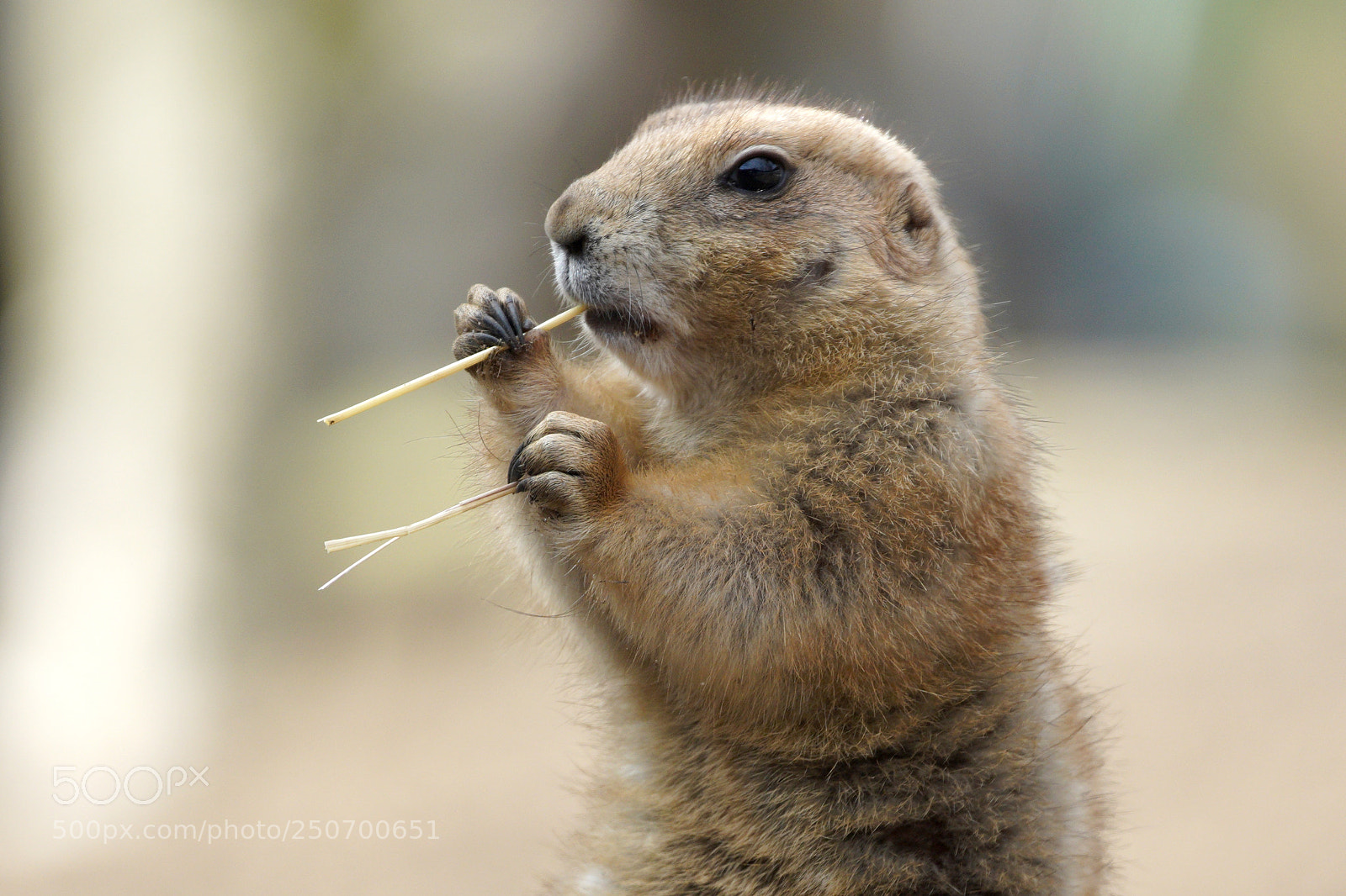 Sony a7 III sample photo. Need a toothpick?! photography