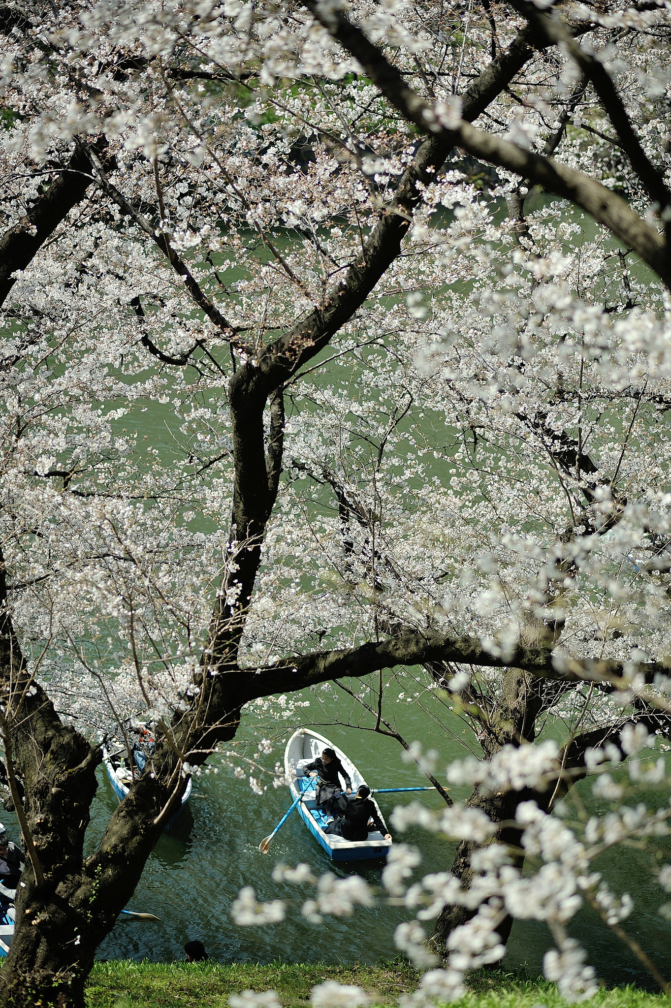 Nikon D700 sample photo. Spring for tokyoites photography