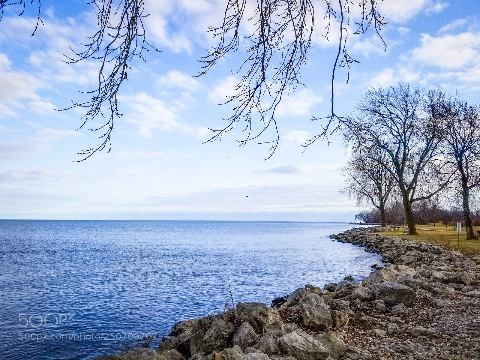 Samsung Galaxy S8+ sample photo. Dangling branches photography