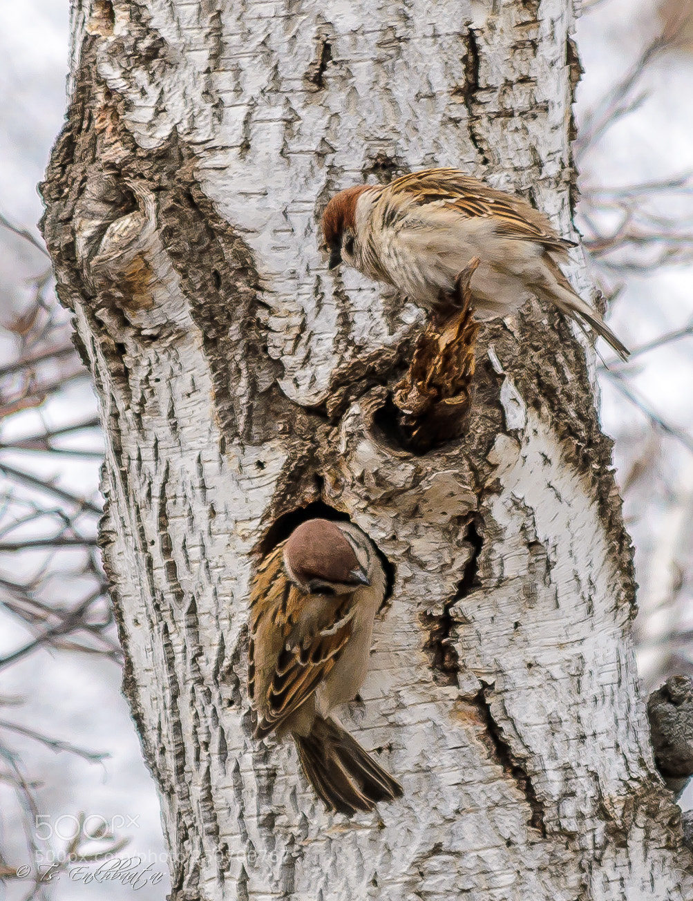 Nikon D5100 sample photo. Sparrow photography