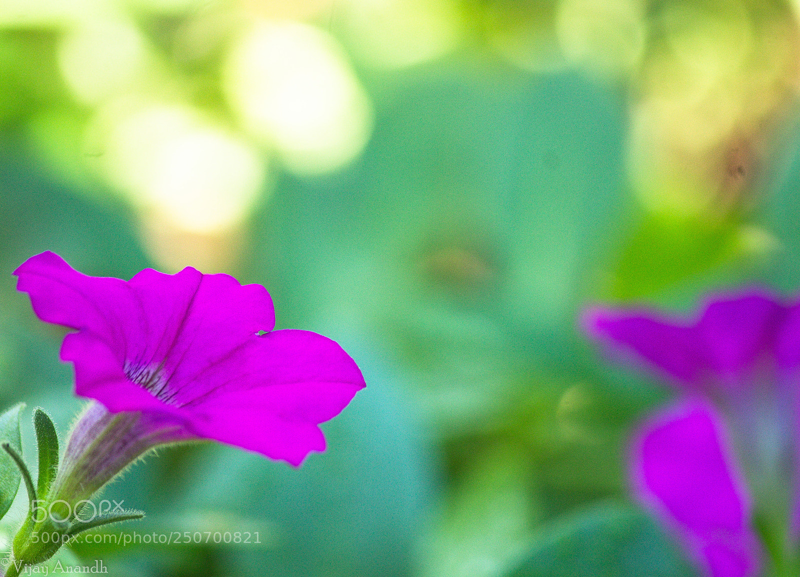 Canon EOS 1100D (EOS Rebel T3 / EOS Kiss X50) sample photo. Violet sun shine photography