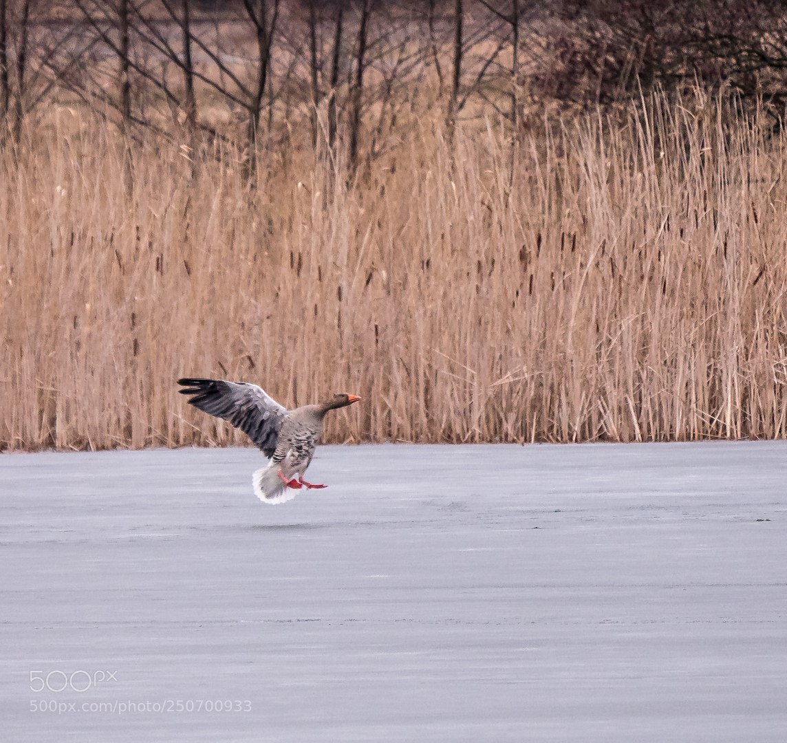Panasonic Lumix DMC-GX85 (Lumix DMC-GX80 / Lumix DMC-GX7 Mark II) sample photo. Geese and ice photography