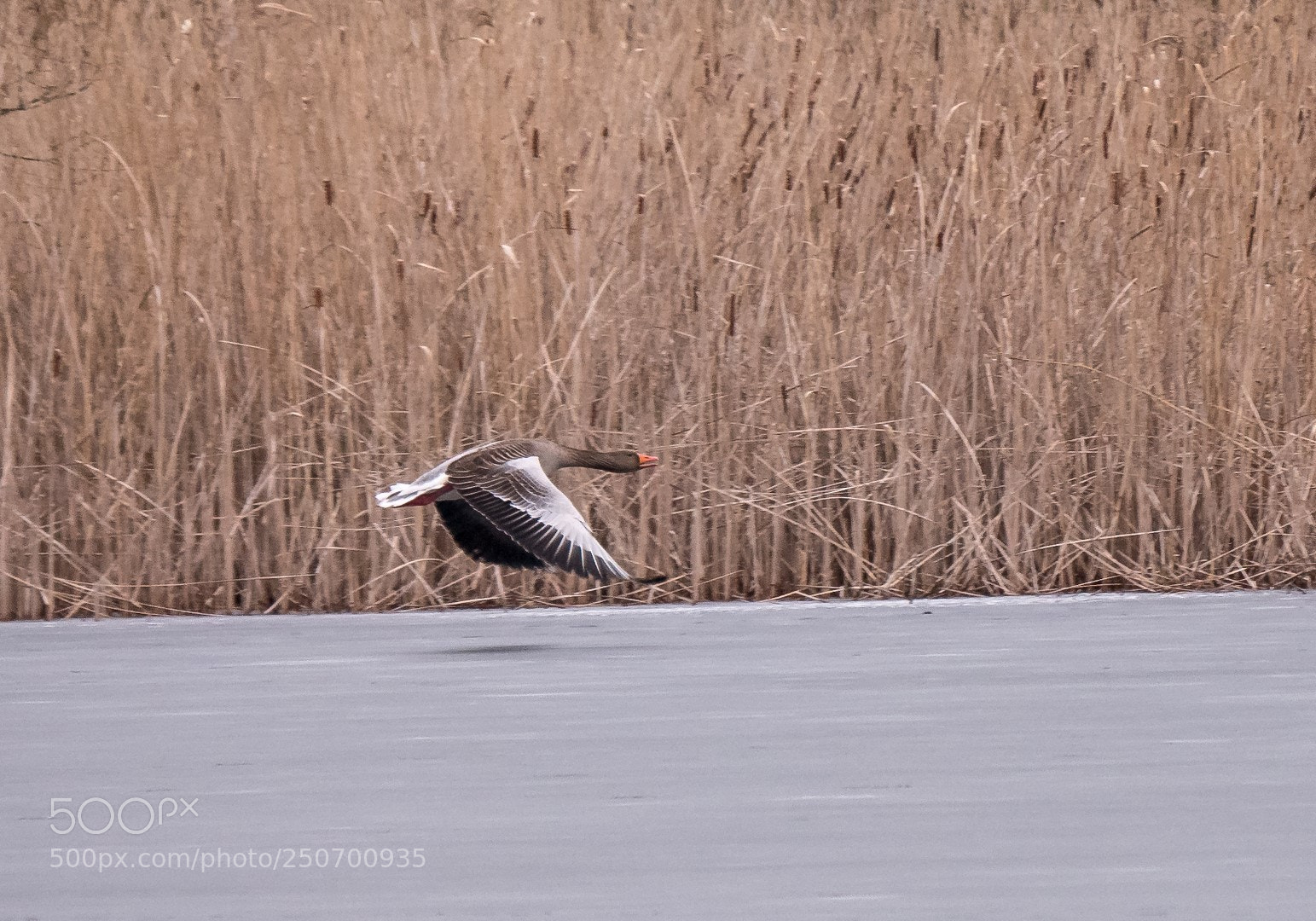Panasonic Lumix DMC-GX85 (Lumix DMC-GX80 / Lumix DMC-GX7 Mark II) sample photo. Geese and ice photography