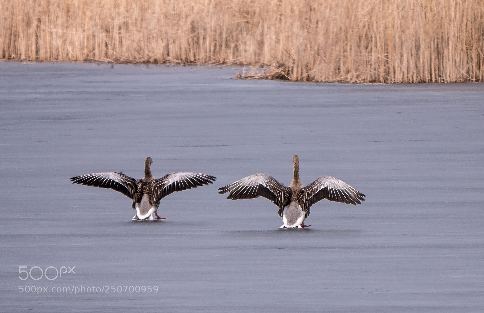 Panasonic Lumix DMC-GX85 (Lumix DMC-GX80 / Lumix DMC-GX7 Mark II) sample photo. Geese and ice photography