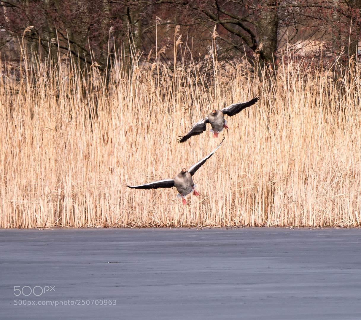 Panasonic Lumix DMC-GX85 (Lumix DMC-GX80 / Lumix DMC-GX7 Mark II) sample photo. Geese and ice photography