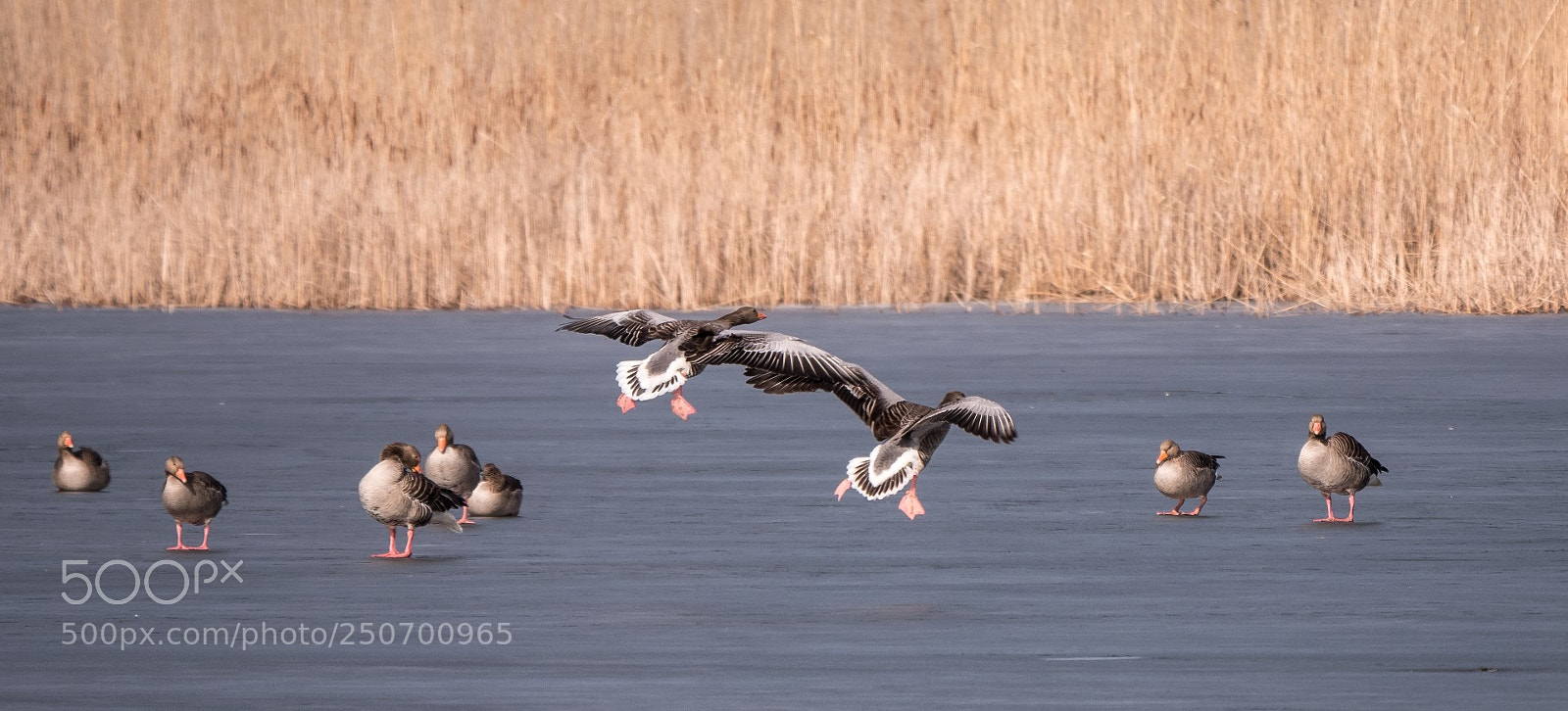Panasonic Lumix DMC-GX85 (Lumix DMC-GX80 / Lumix DMC-GX7 Mark II) sample photo. Geese and ice photography