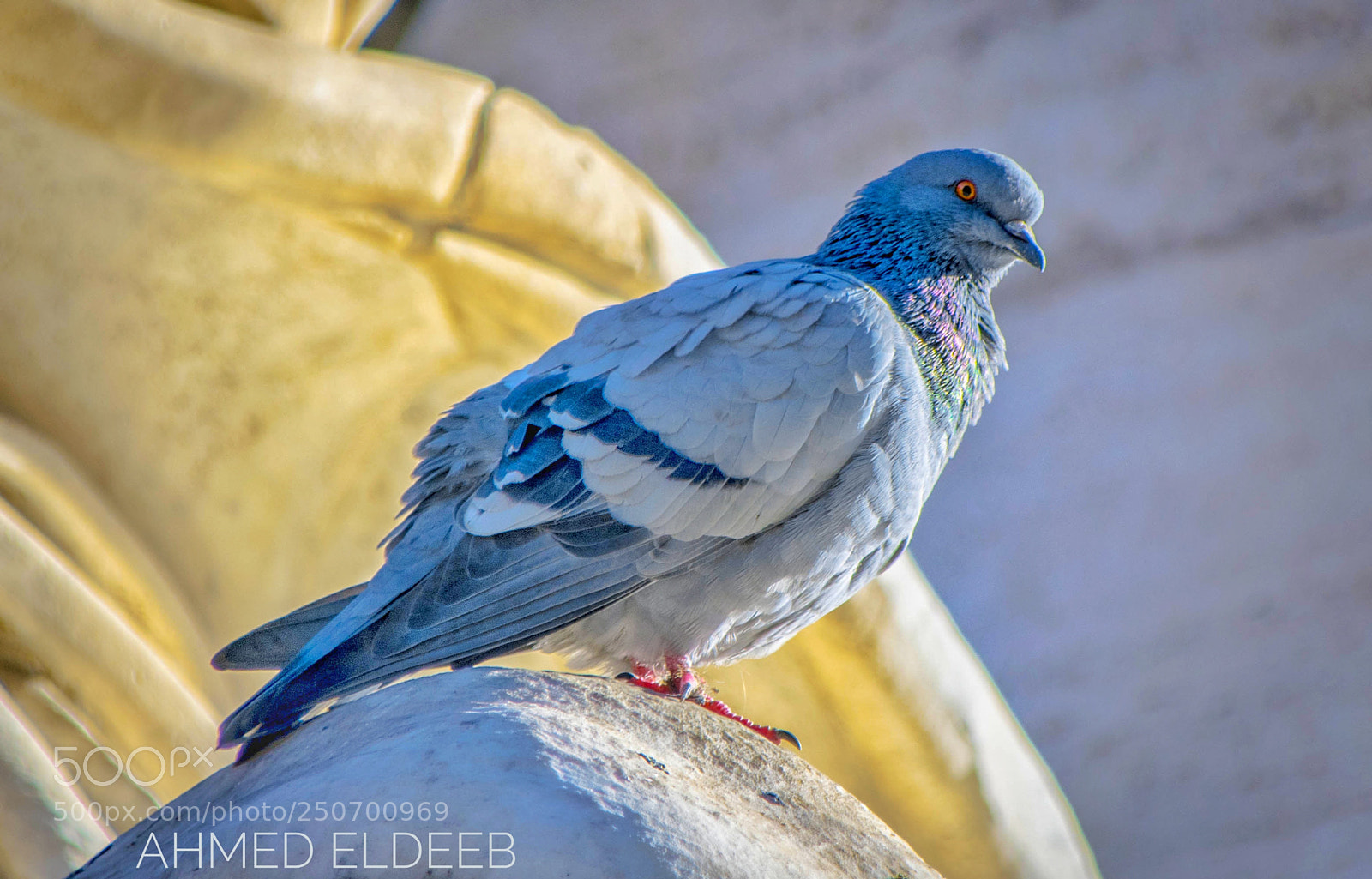 Nikon D5300 sample photo. Dove photography