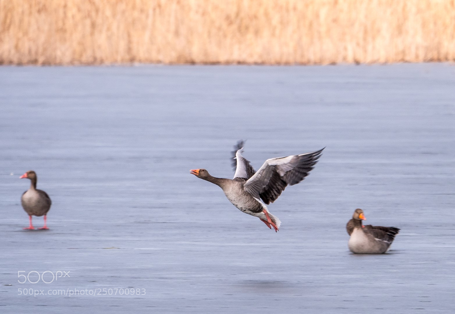 Panasonic Lumix DMC-GX85 (Lumix DMC-GX80 / Lumix DMC-GX7 Mark II) sample photo. Geese and ice photography