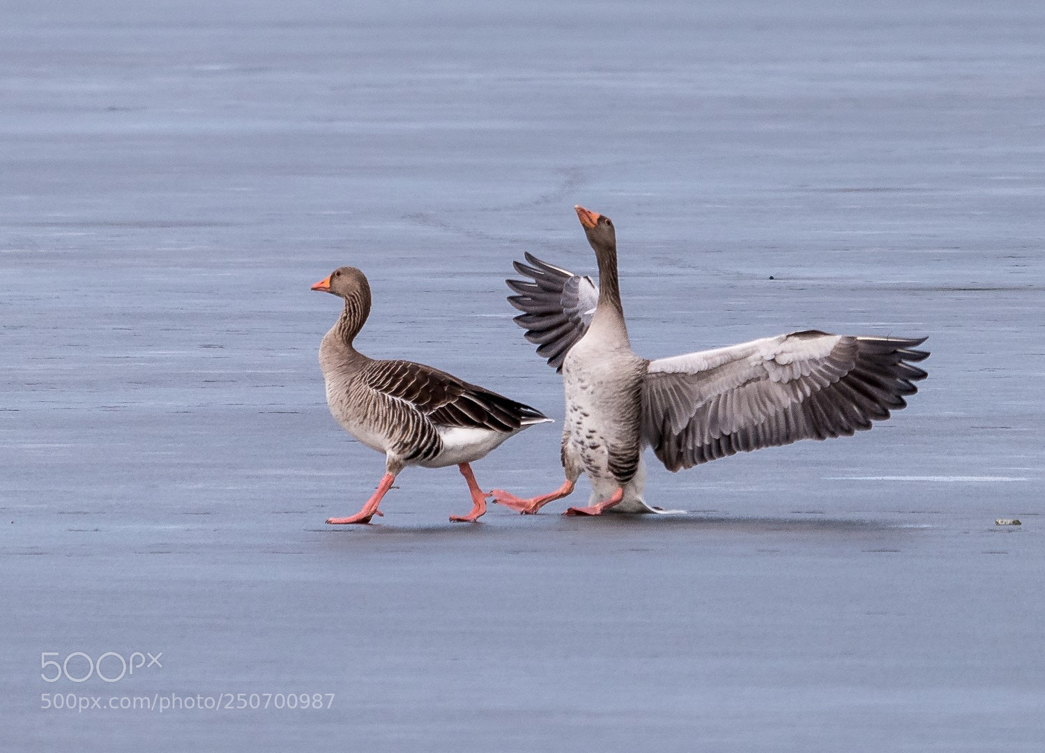 Panasonic Lumix DMC-GX85 (Lumix DMC-GX80 / Lumix DMC-GX7 Mark II) sample photo. Geese and ice photography