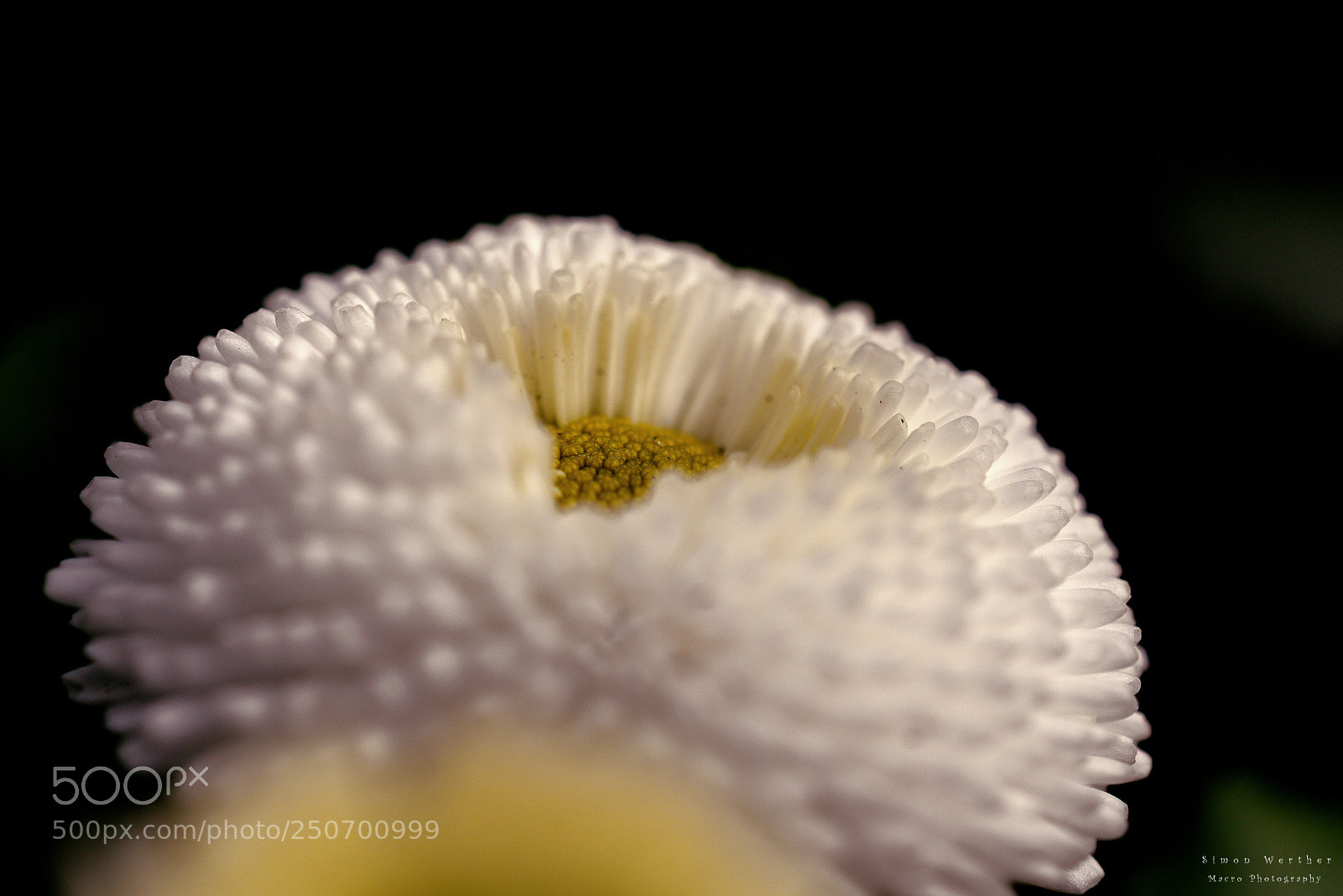 Nikon D5600 sample photo. White flower photography