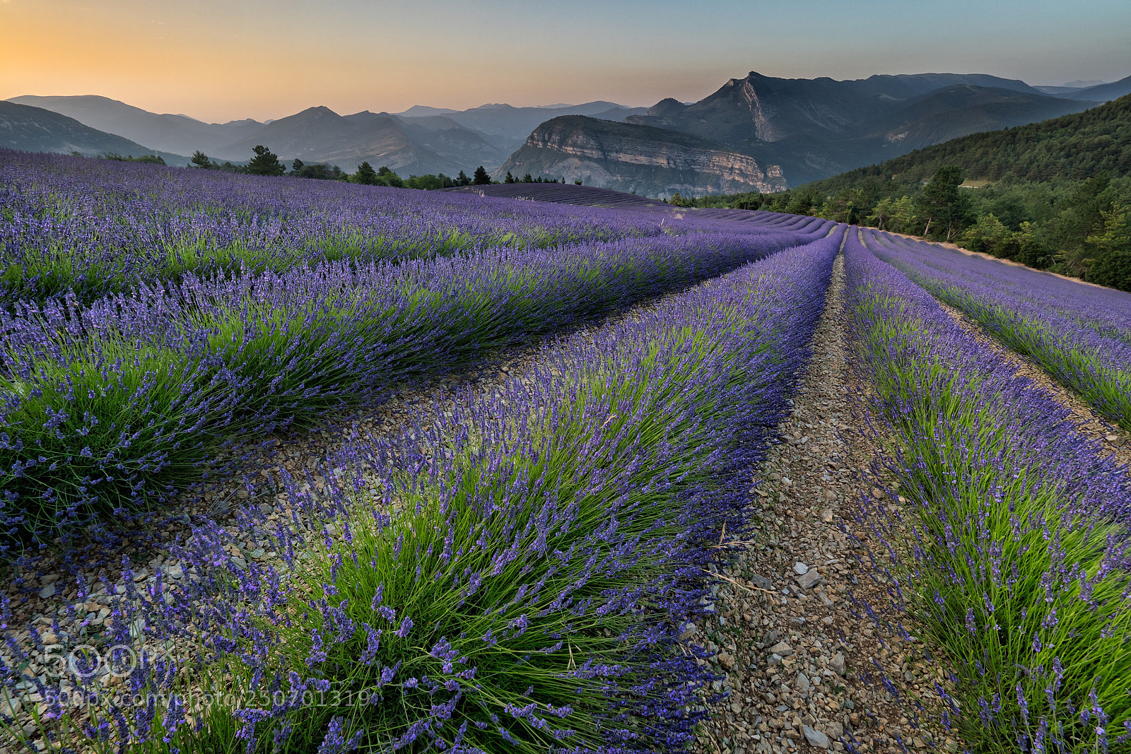 Olympus OM-D E-M5 II sample photo. Lavander fields photography