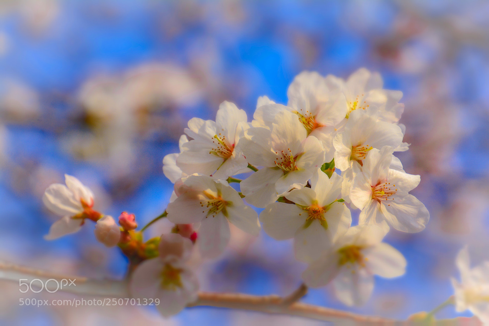 Nikon D7100 sample photo. Japanese sakura blossoms. photography
