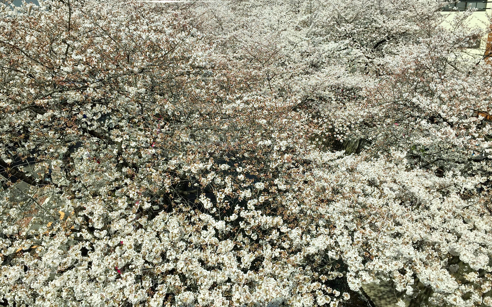 Apple iPhone 6 sample photo. Untitled photography