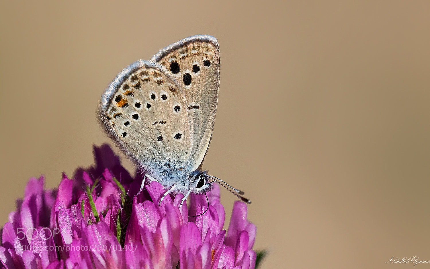 Canon EOS 5D Mark II sample photo. Anadolu turan mavisi turanana photography