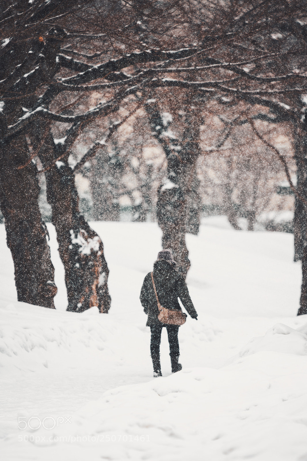 Sony a7R III sample photo. 雪中行 photography