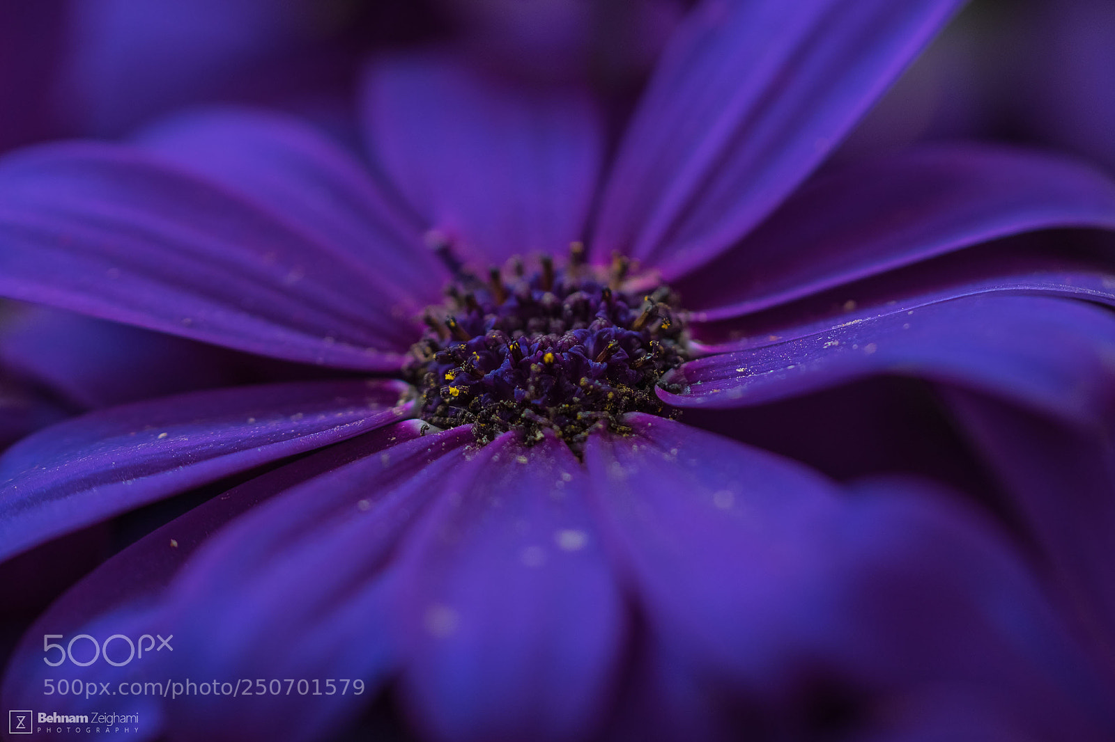 Nikon D500 sample photo. Purple cineraria photography