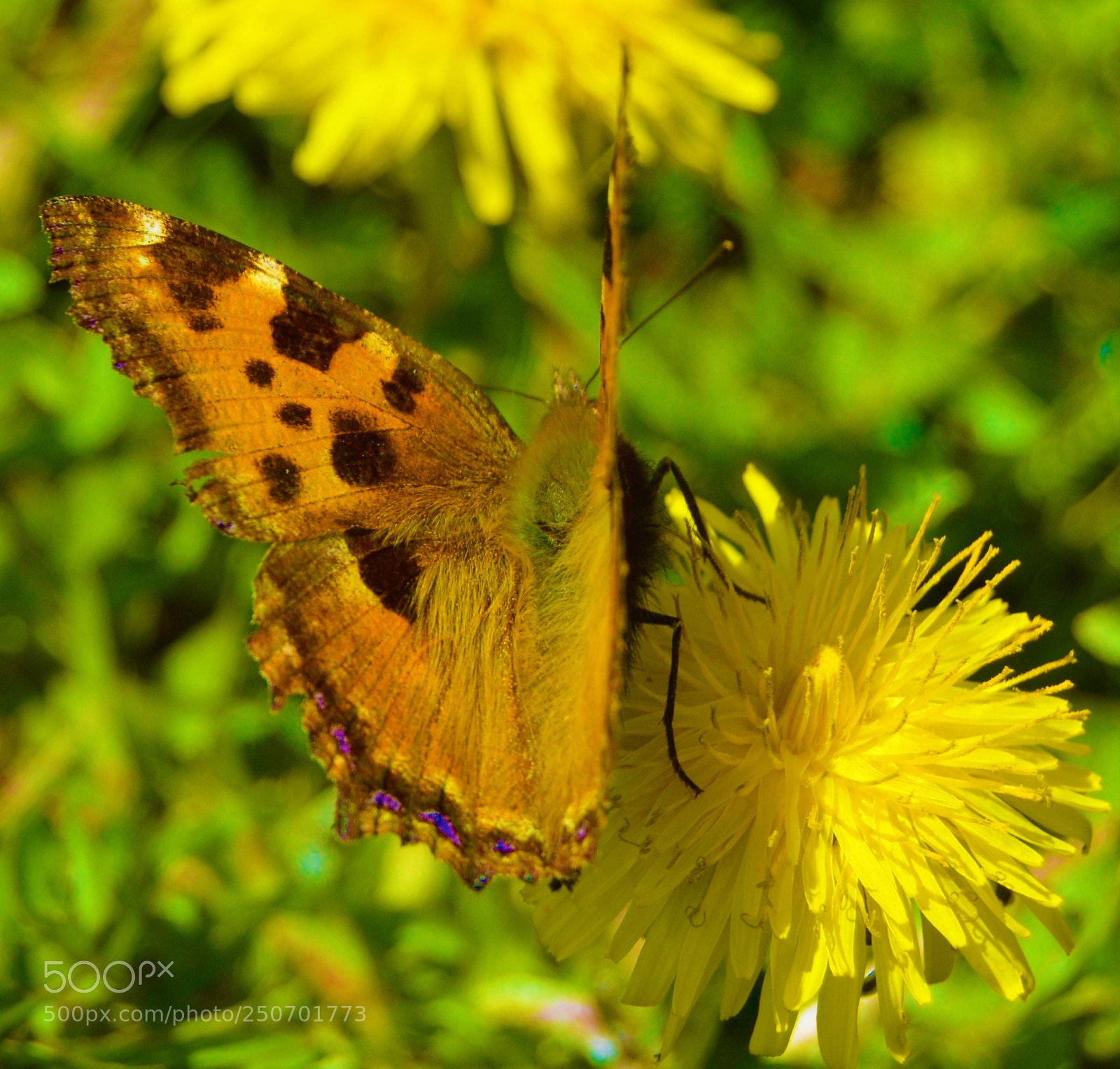Nikon D3200 sample photo. Butterfly photography