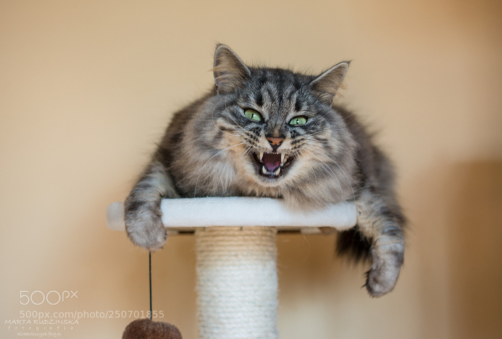 Nikon D7100 sample photo. A dangerous cat? photography