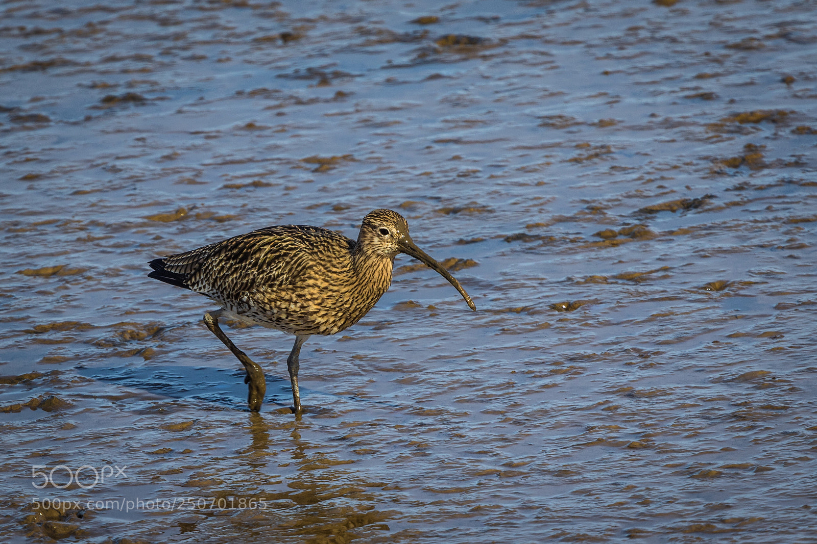 Canon EOS 7D Mark II sample photo. Feeding in the mud photography