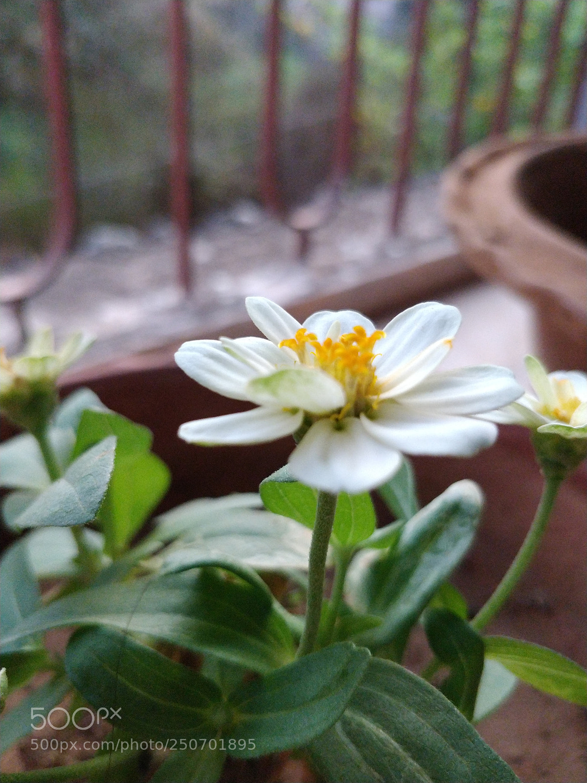 OnePlus 5T sample photo. Cosmia ? photography