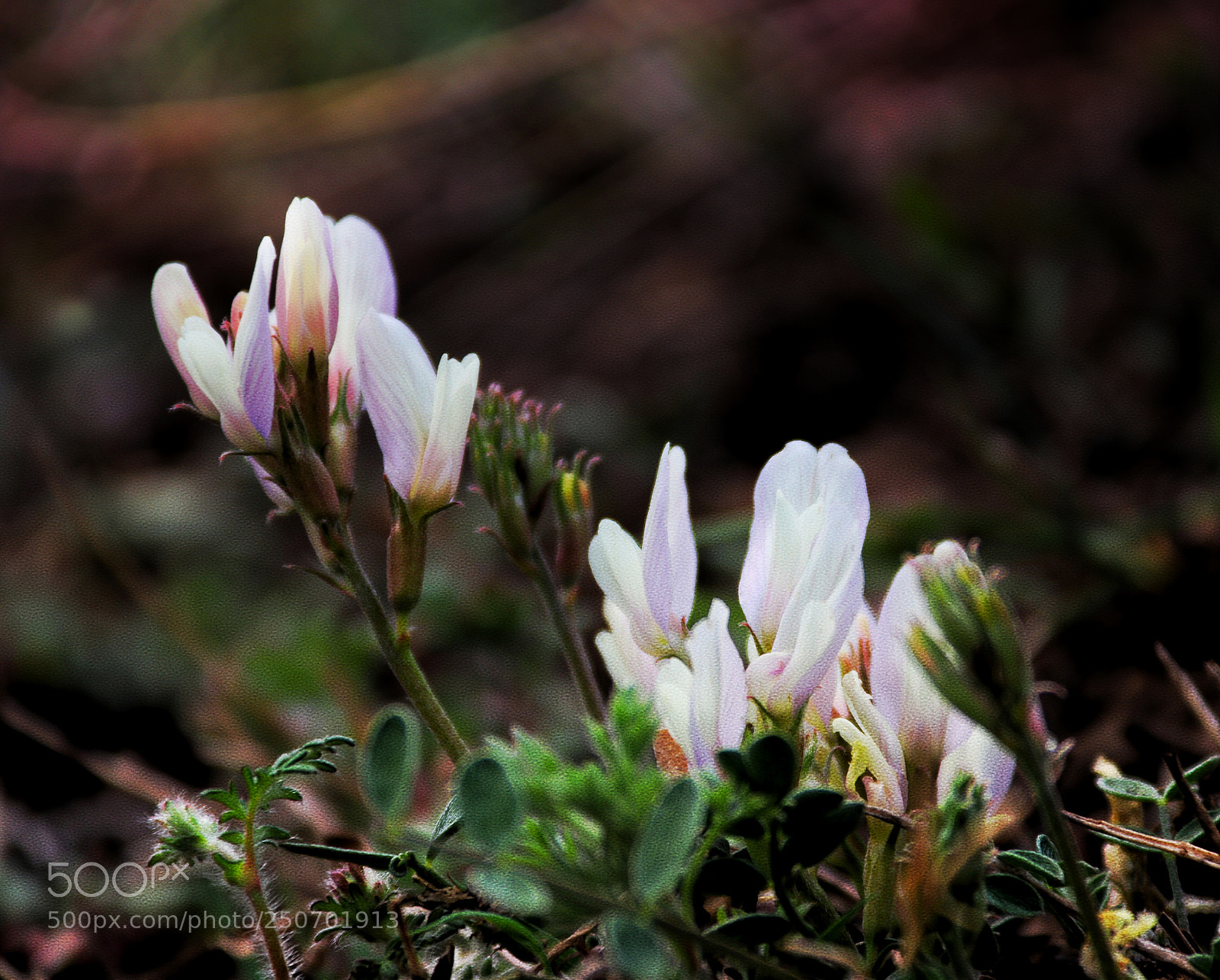 Canon EOS 80D sample photo. 路边野花 photography