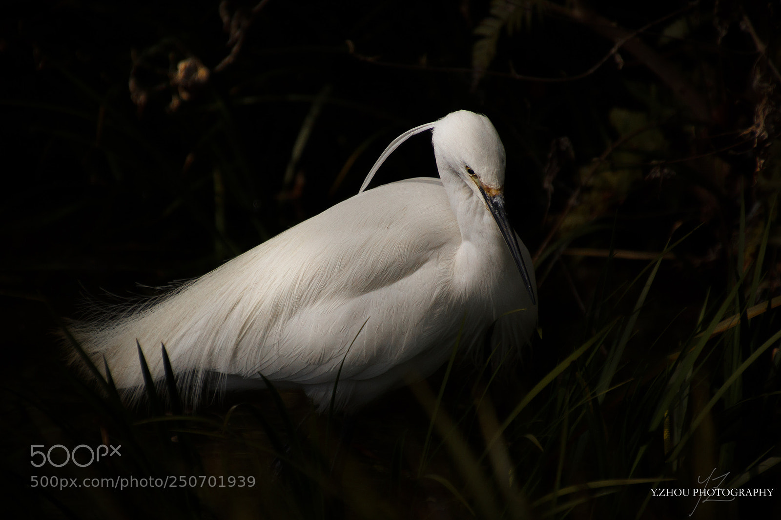 Canon EOS 60D sample photo. Little egret photography