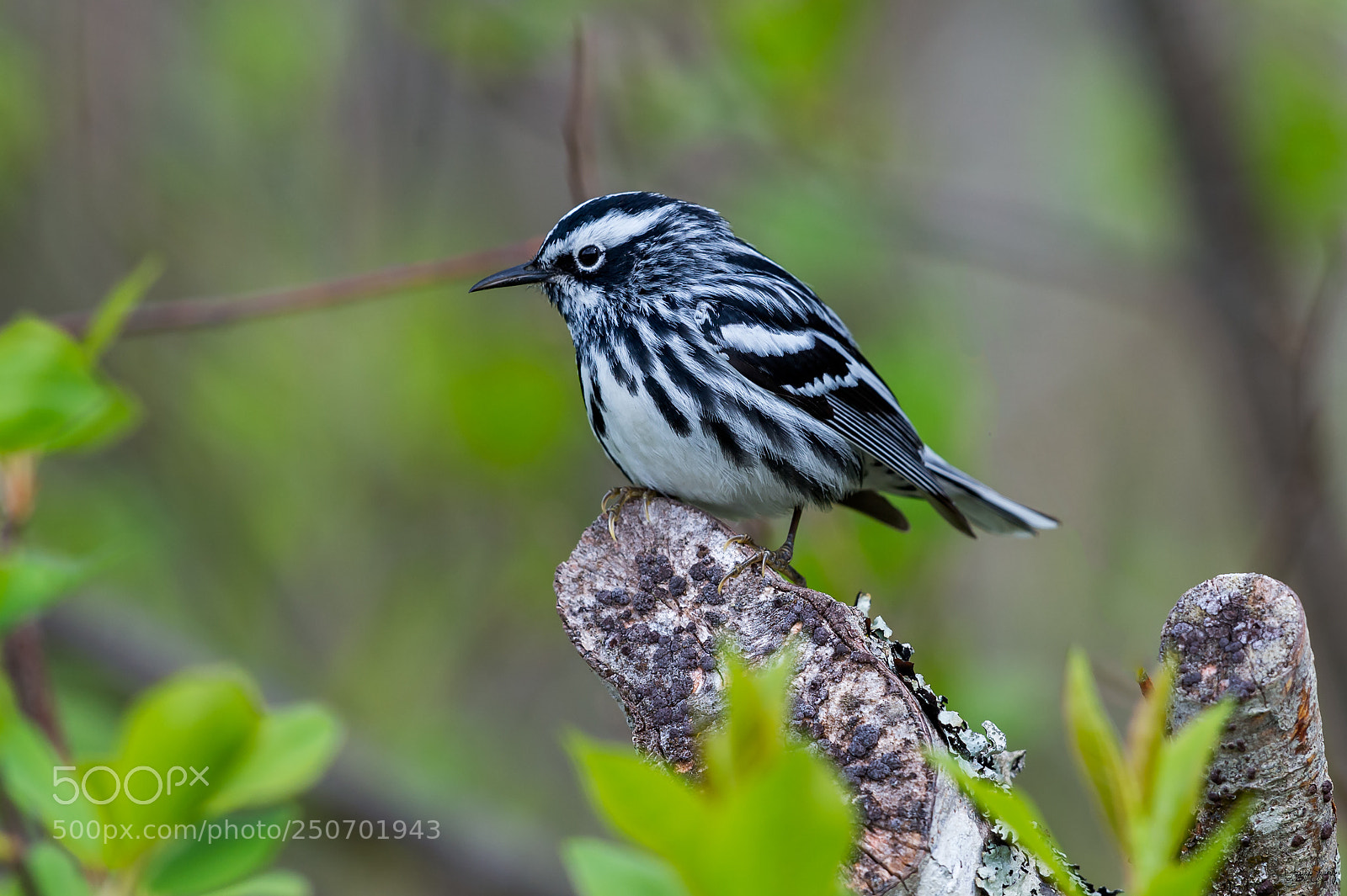 Nikon D4 sample photo. Black-and-white warbler photography