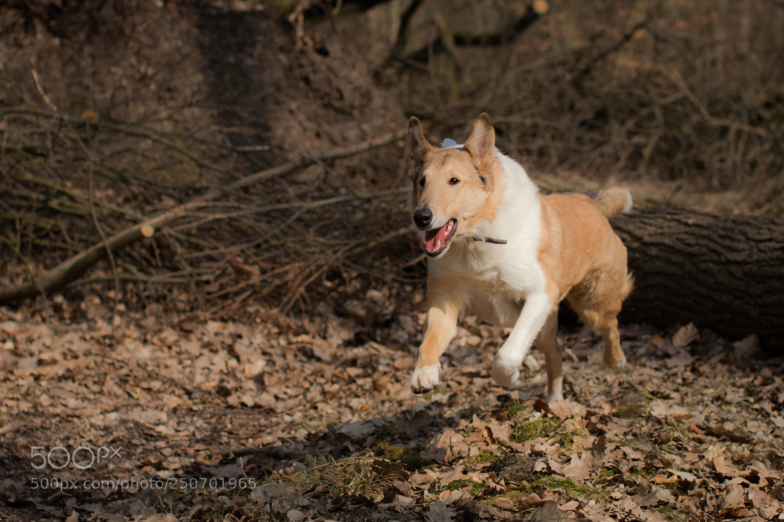 Canon EOS 80D sample photo. Flocke photography