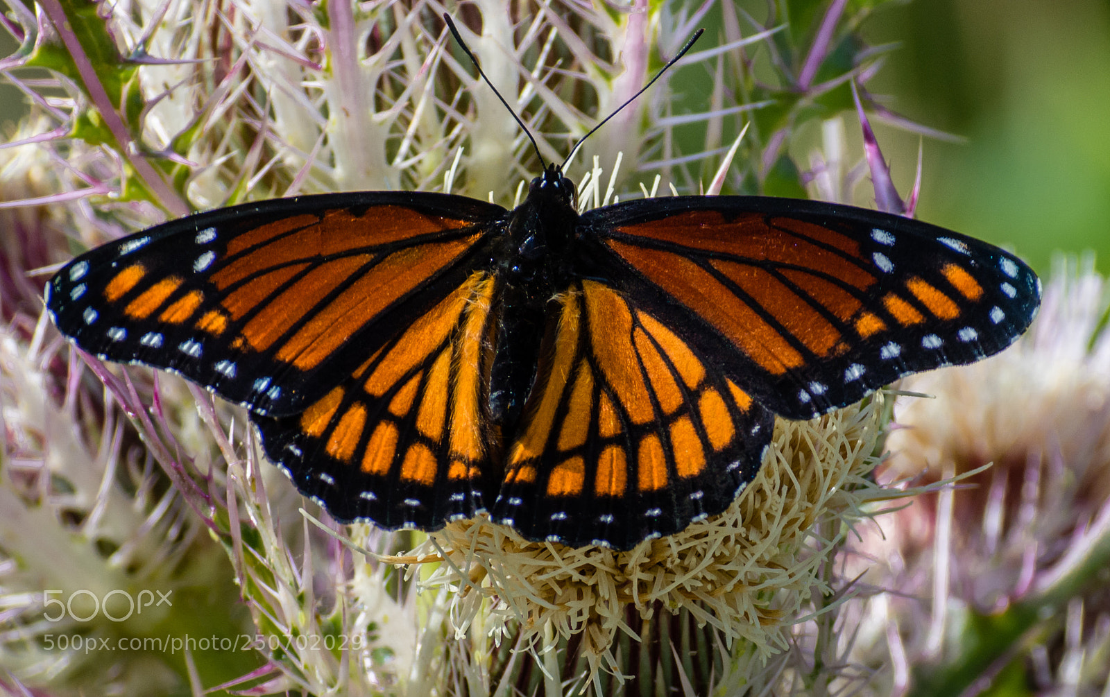 Nikon D7200 sample photo. Monarch butterfly photography