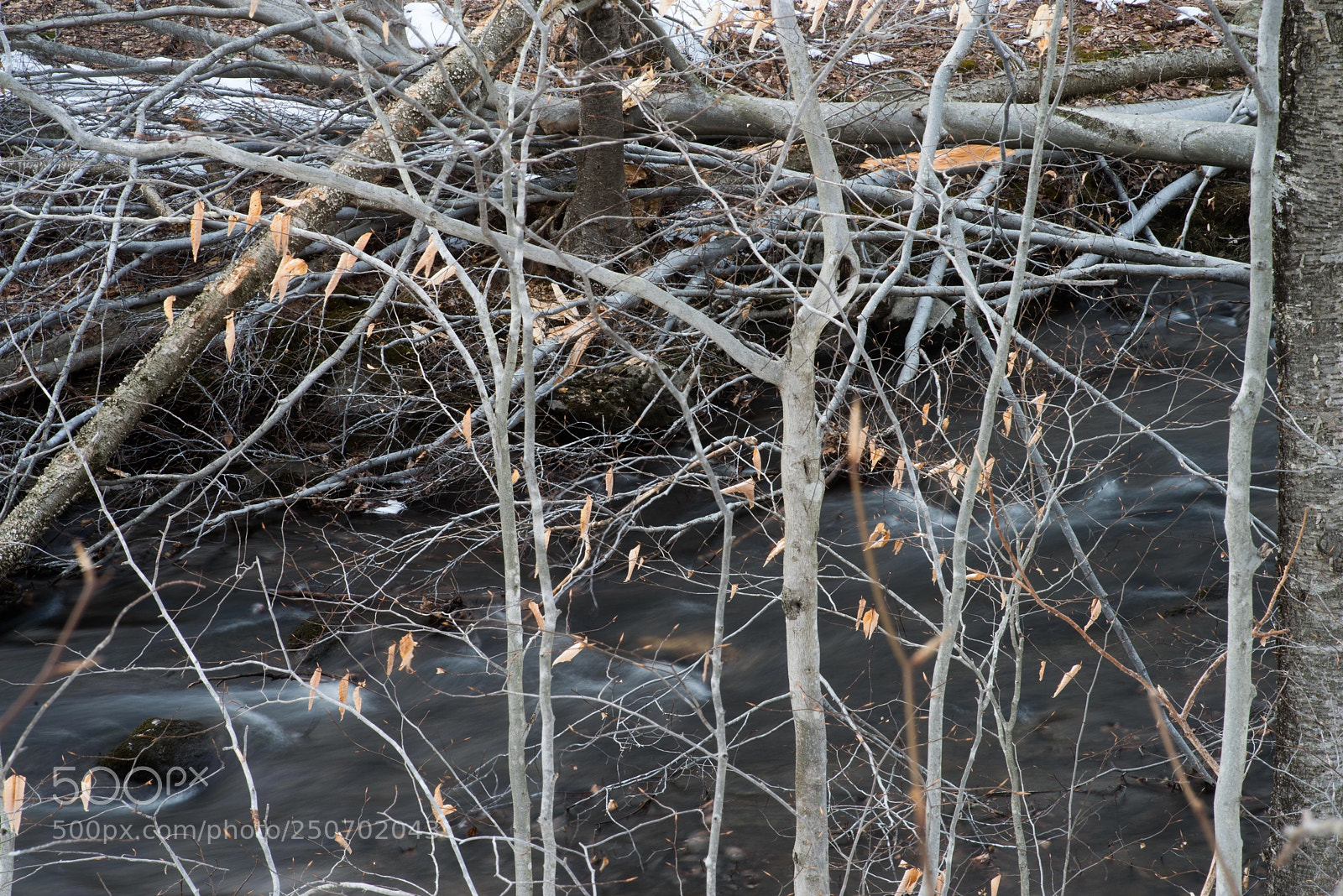 Pentax K-1 sample photo. Beech saplings by aspetuck photography