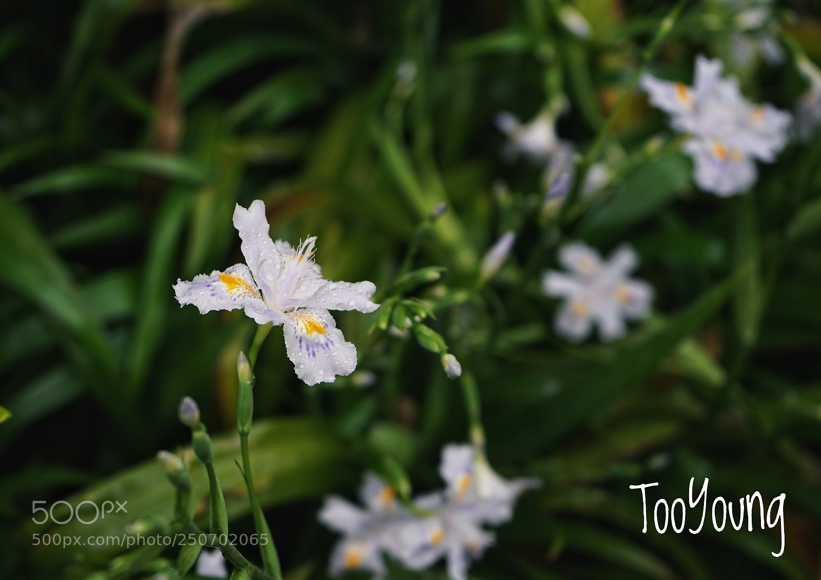 Sony a7 sample photo. Untitled photography