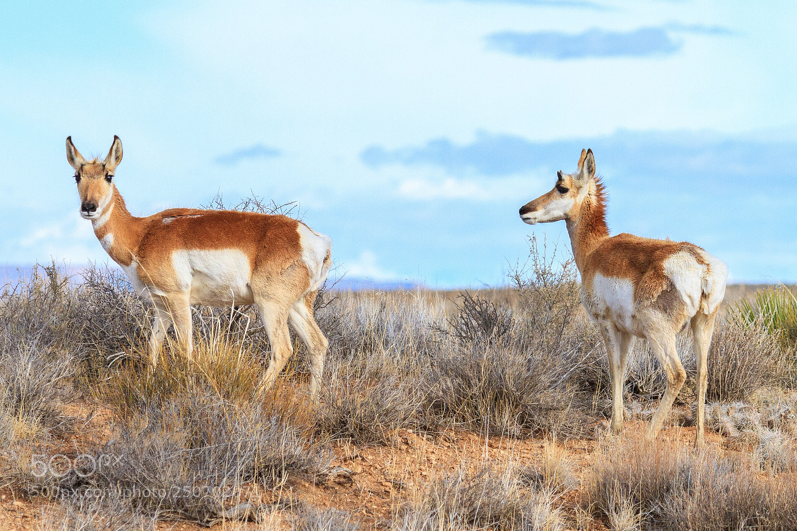 Canon EOS 7D sample photo. Pronghorn antelope photography