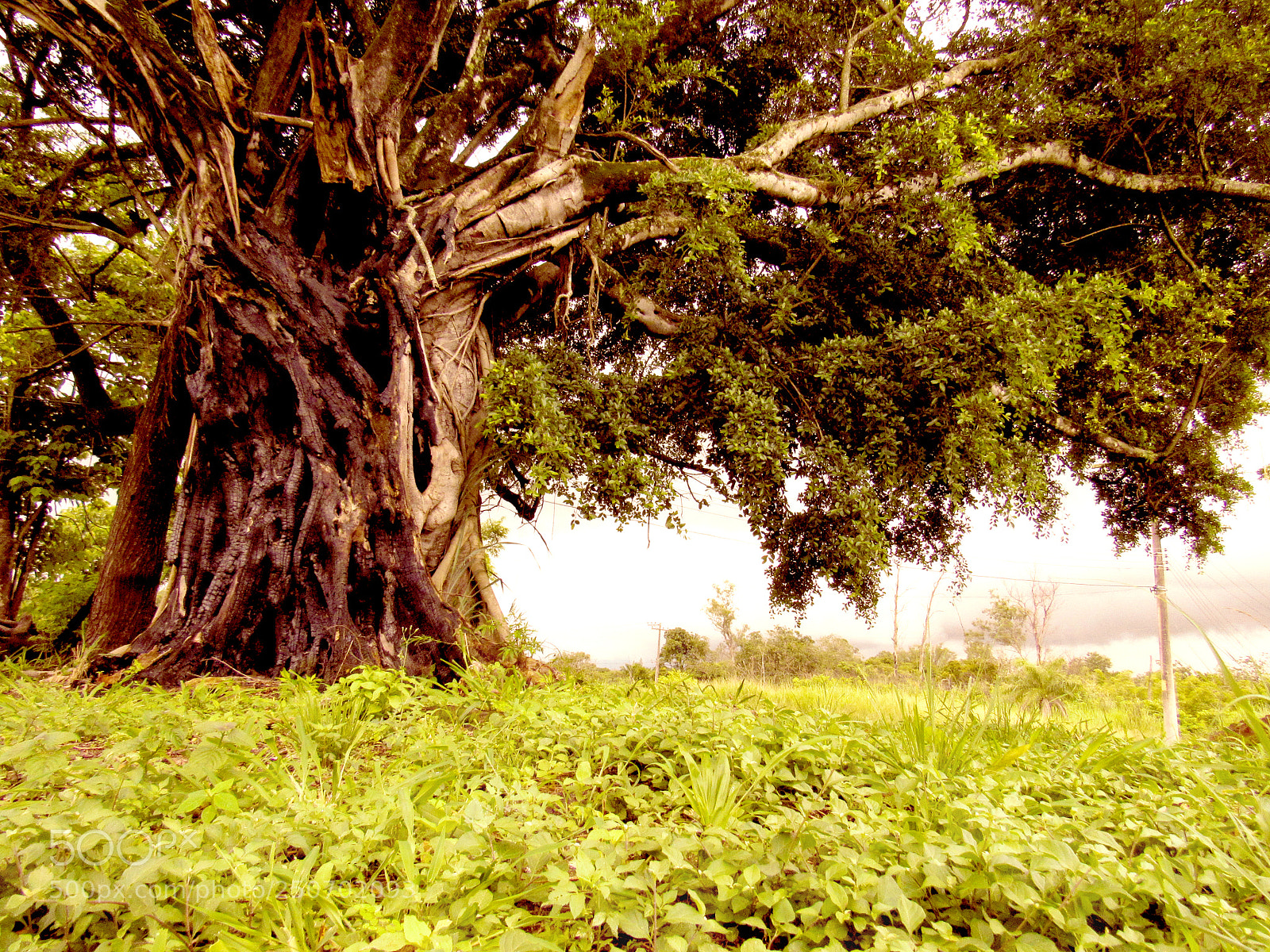 Canon PowerShot SX520 HS sample photo. Árvore do campo photography