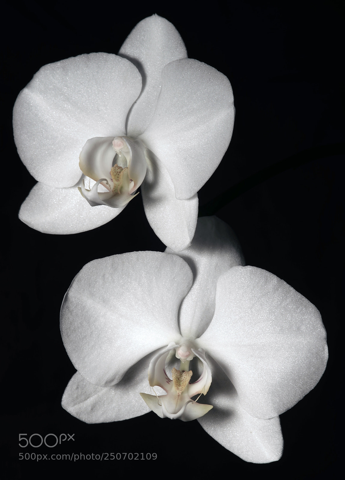 Pentax K-3 II sample photo. Orchidee large photography