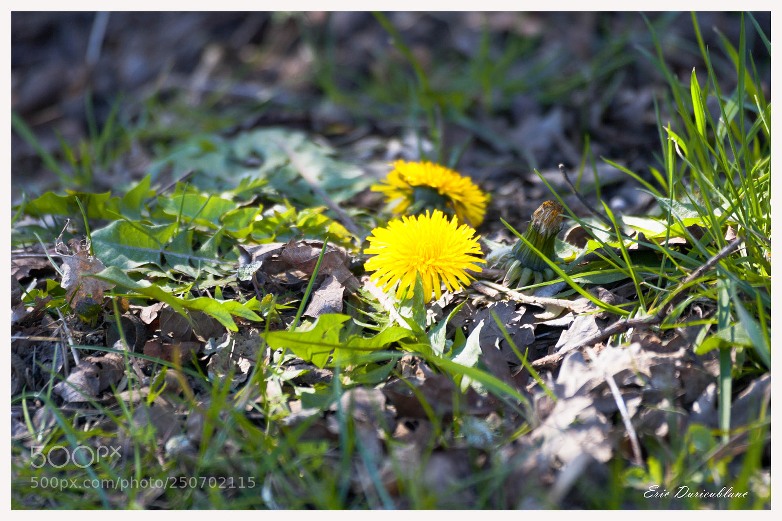 Canon EOS-1D Mark II sample photo. Untitled photography