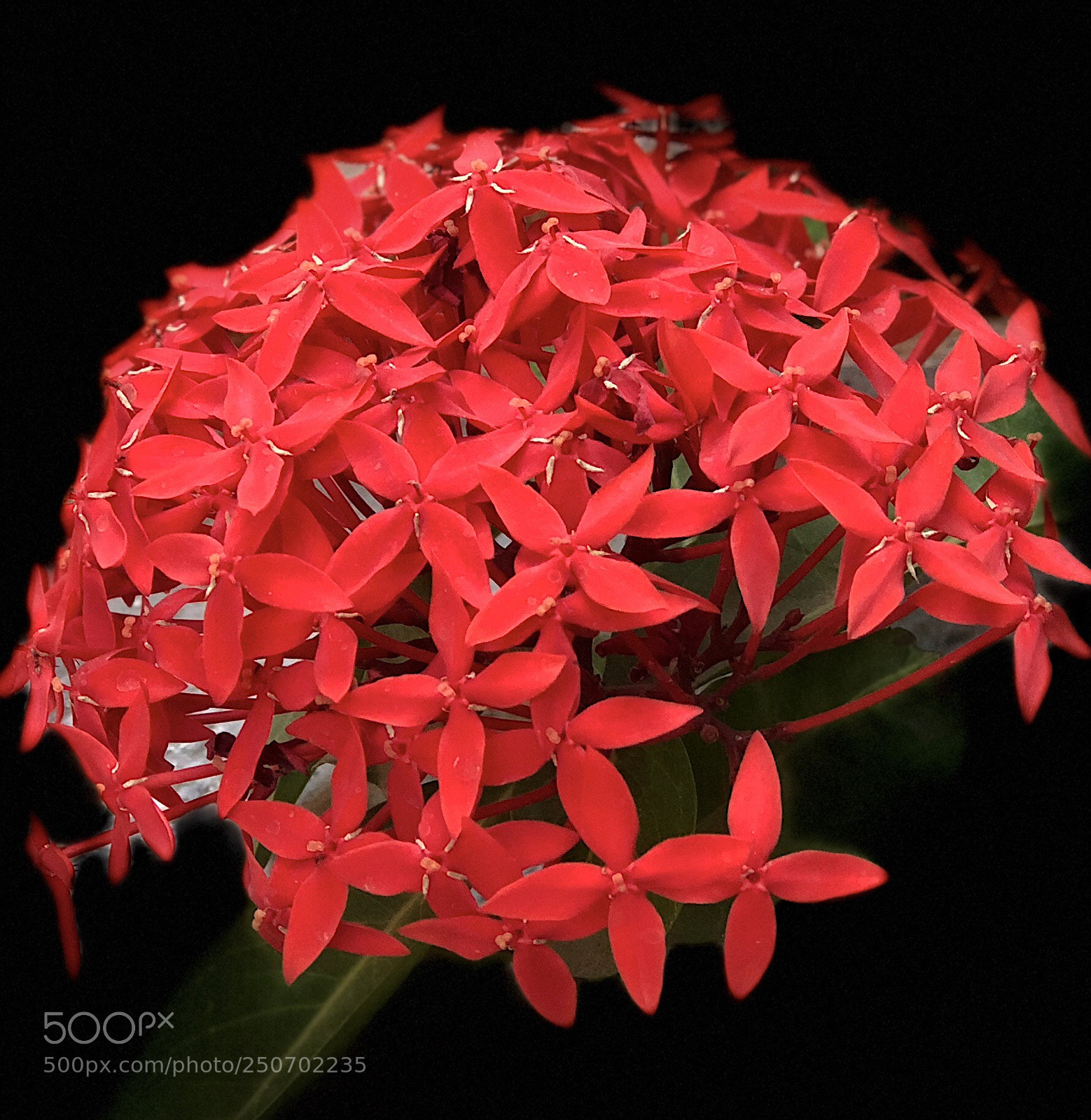 Apple iPhone 8 Plus sample photo. Ixora photography
